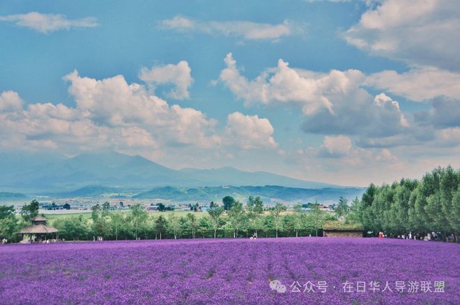 bsports必一体育探索北海道乡村魅力感受生命的印记——北海道7天6晚深度游(图9)